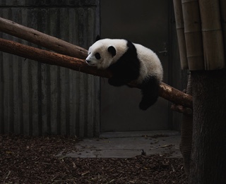 Panda laying on a tree branch