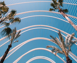 A blue sky and palm trees.